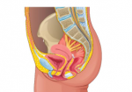 pelvic-floor-information